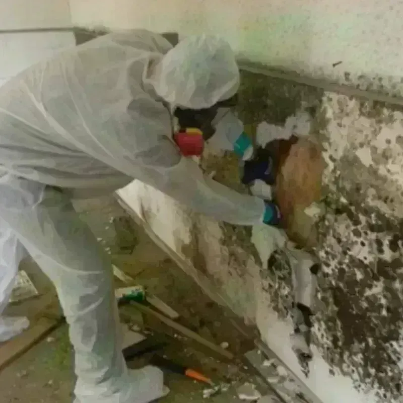 Mold Remediation and Removal in Pend Oreille County, WA